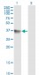 SH3GLB1 Antibody (monoclonal) (M01)